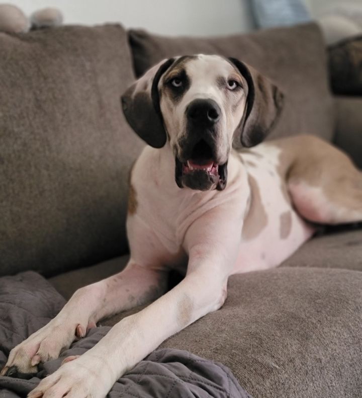 Clause, an adoptable Great Dane in Sedalia, CO_image-1