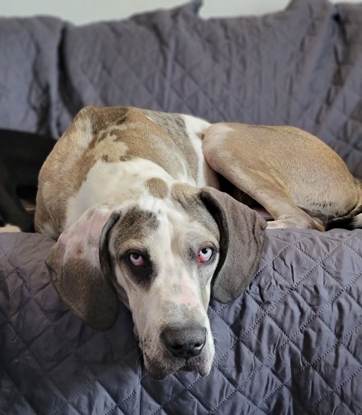 Clause, an adoptable Great Dane in Sedalia, CO_image-4