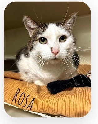 Rosa, an adoptable Domestic Short Hair Mix in Kittanning, PA_image-1