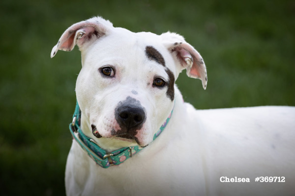 Chelsea/hw+, an adoptable Mixed Breed in Pontiac, MI_image-2