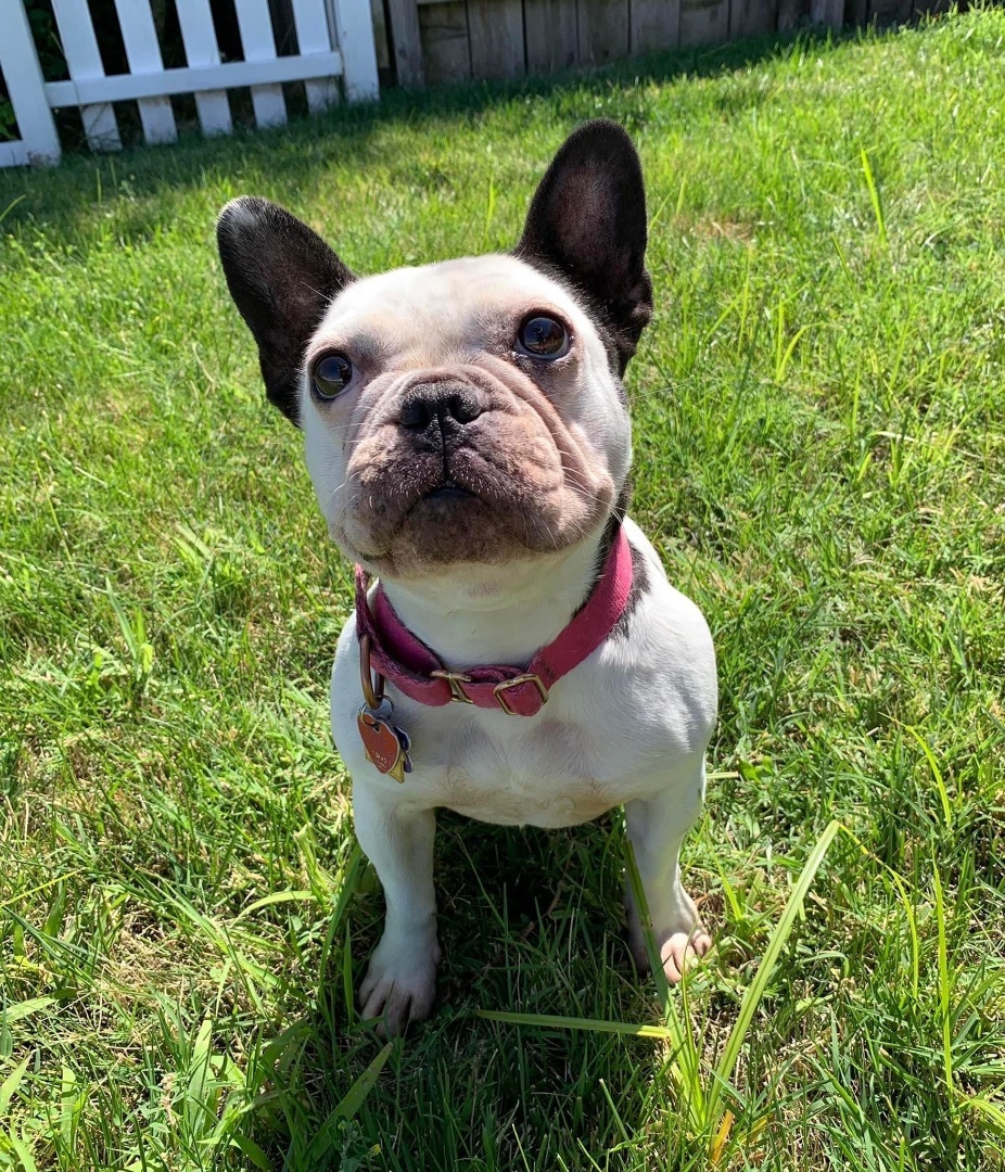 Frenchton dogs for store adoption