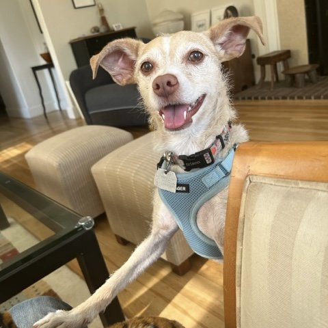Jasmine, an adoptable Terrier Mix in Oakland, CA_image-2