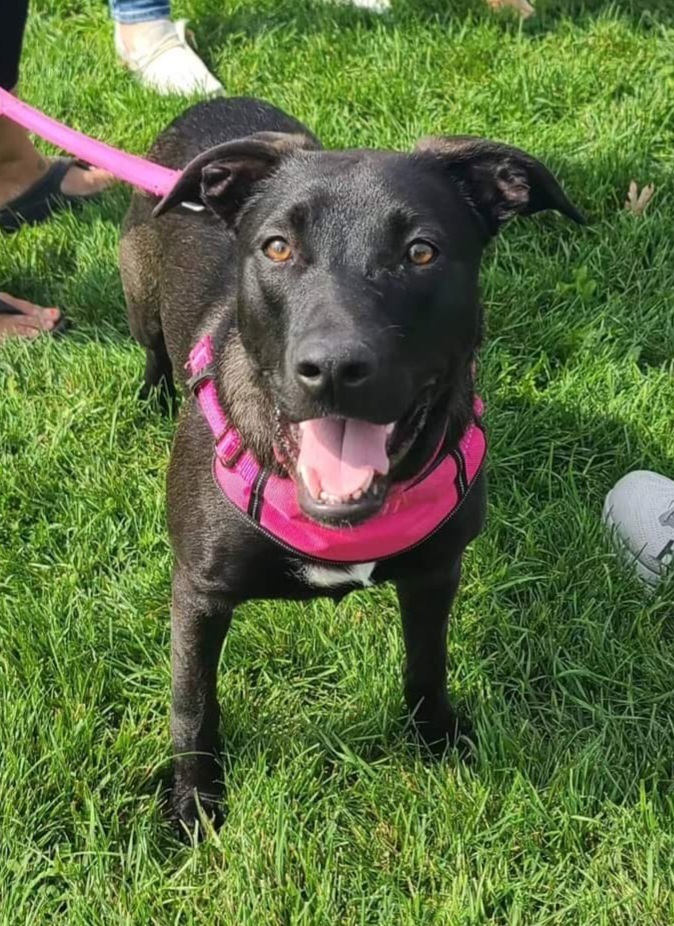 Melody Joy, an adoptable Labrador Retriever, Mixed Breed in Waunakee, WI, 53597 | Photo Image 1