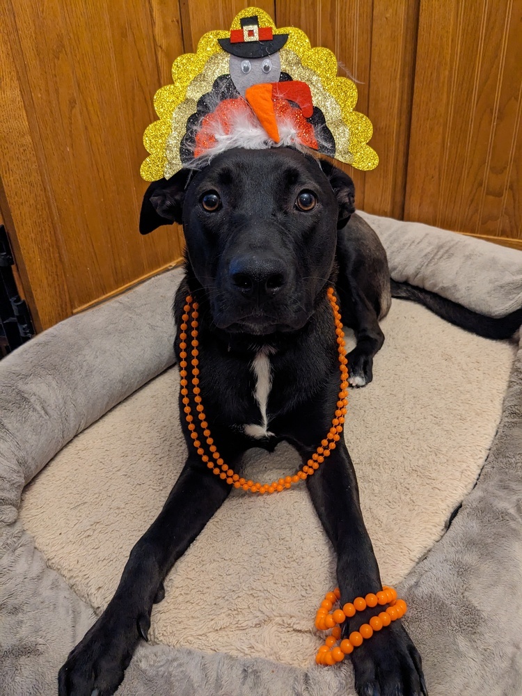 Melody Joy, an adoptable Labrador Retriever, Mixed Breed in Waunakee, WI, 53597 | Photo Image 2