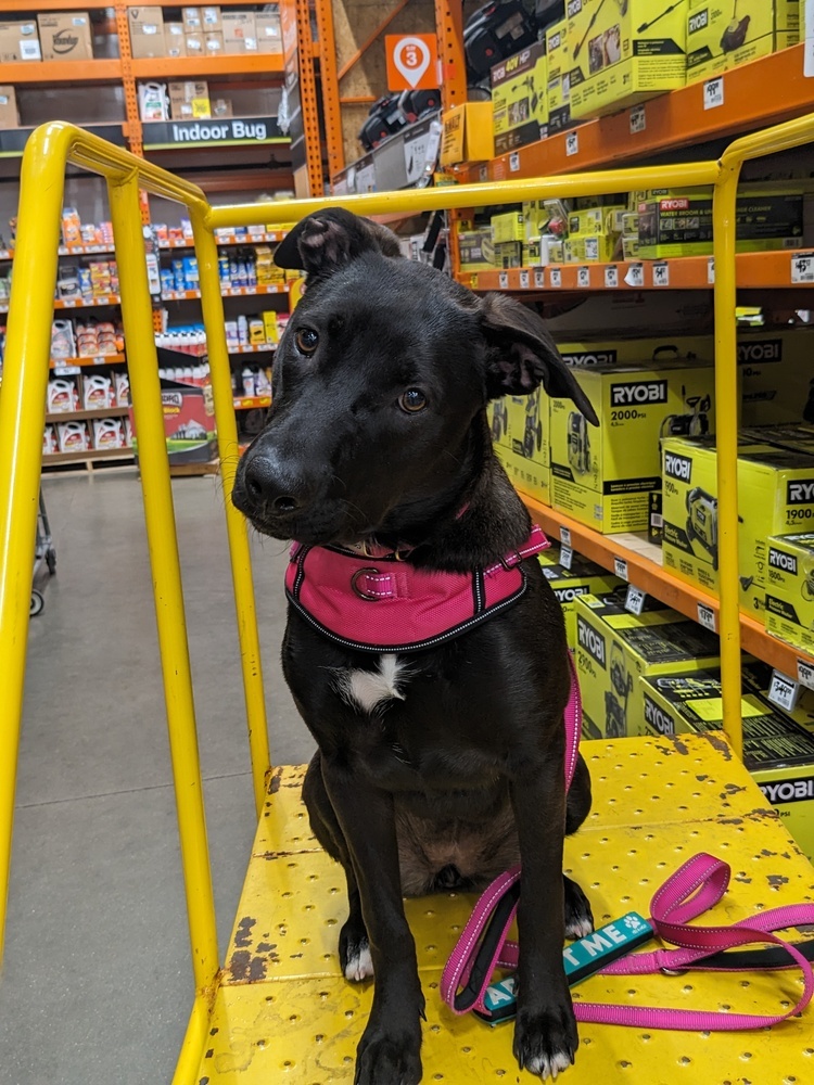 Melody Joy, an adoptable Labrador Retriever, Mixed Breed in Waunakee, WI, 53597 | Photo Image 4