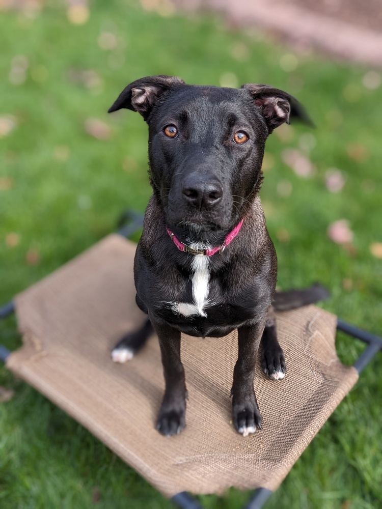 Melody Joy, an adoptable Labrador Retriever, Mixed Breed in Waunakee, WI, 53597 | Photo Image 6