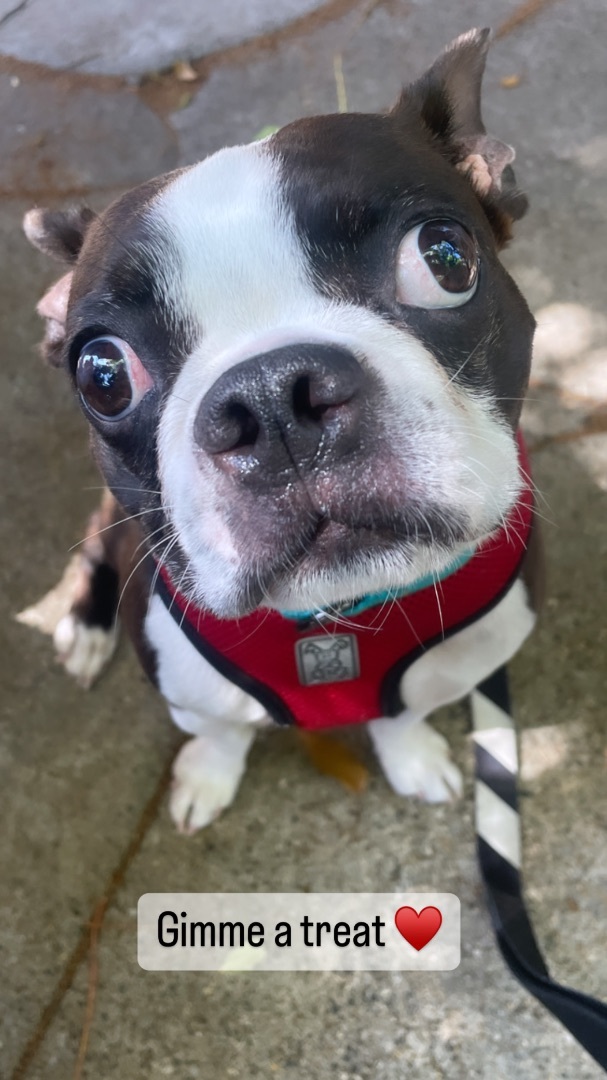 Titus , an adoptable Boston Terrier in Sacramento, CA_image-4