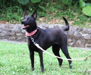 Amber spayed female 3y-9m-old 35-lbs If you would like to give AMBER a forever home please conta