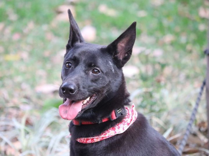 Amber, an adoptable Mountain Dog & Labrador Retriever Mix in San Mateo, CA_image-1