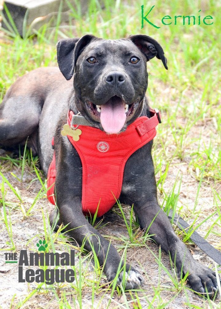Kermie, an adoptable Labrador Retriever & American Staffordshire Terrier Mix in Clermont, FL_image-3