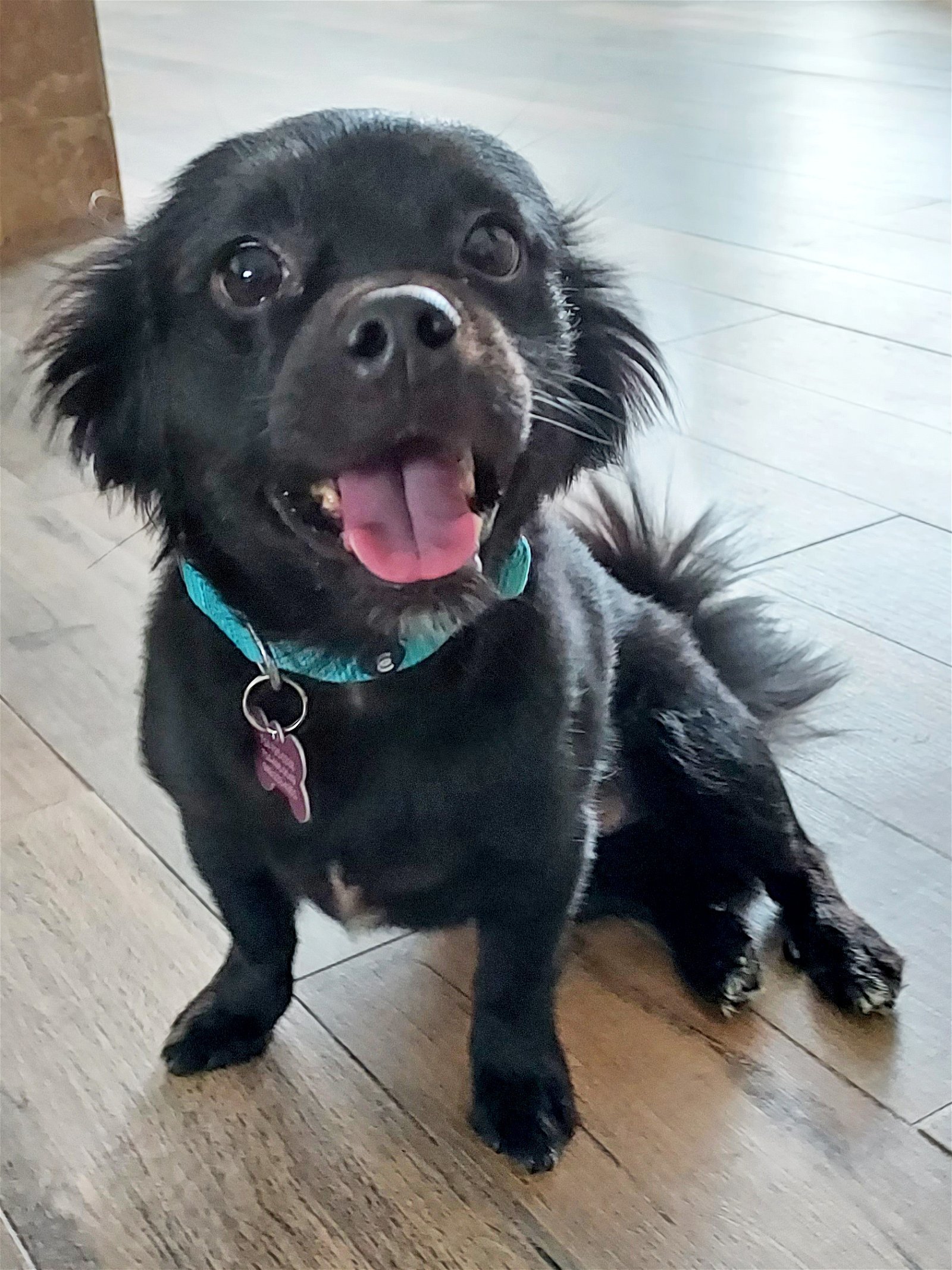 Kevin, an adoptable Papillon in Corona, CA, 92883 | Photo Image 2