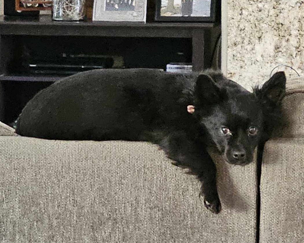 Kevin, an adoptable Papillon in Corona, CA, 92883 | Photo Image 3