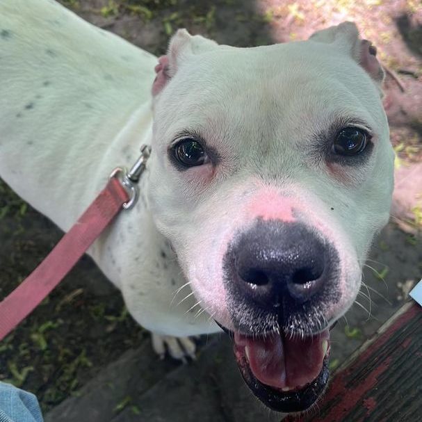 Dog for adoption Freckles, a Pit Bull Terrier Mix in Rochester, NY