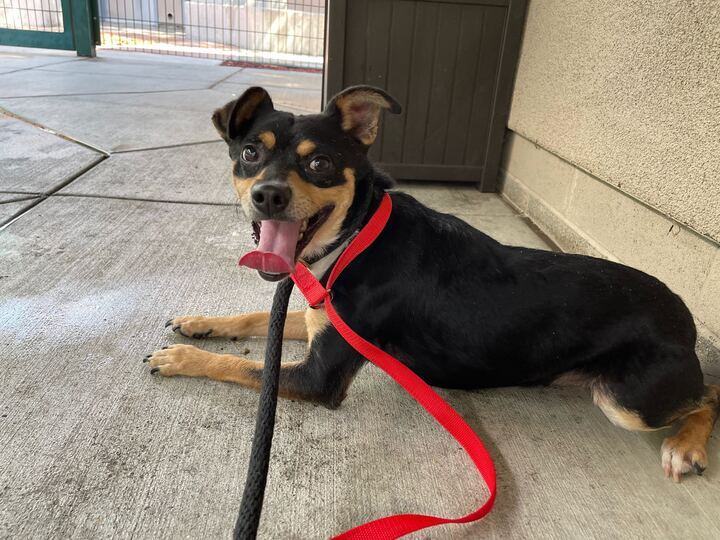 Manchester terrier outlet mix puppies