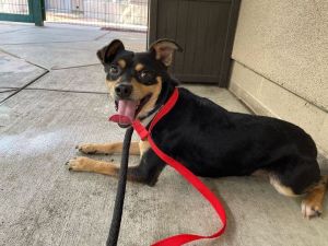 Manchester terrier hot sale mix puppies