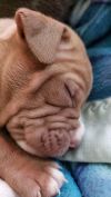 The Summertime Litter