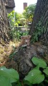 The Summertime Litter