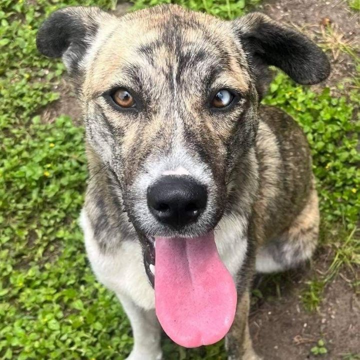 Plott hound cheap shepherd mix