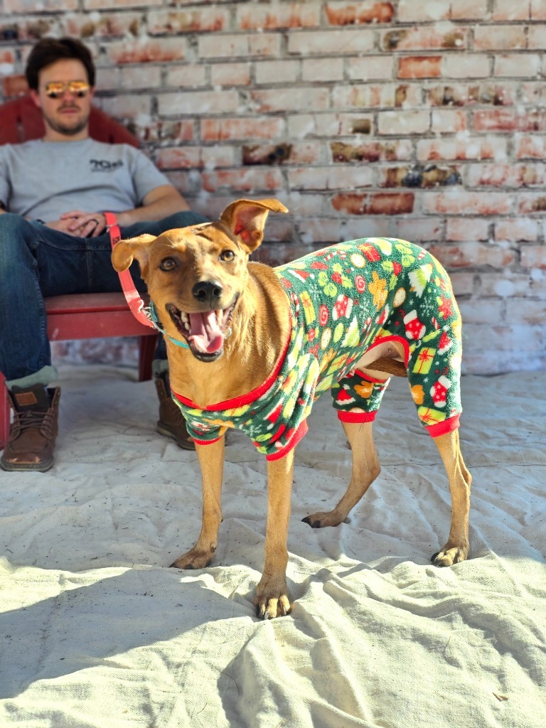 Spunky, an adoptable Shepherd, German Pinscher in Darlington, SC, 29532 | Photo Image 4