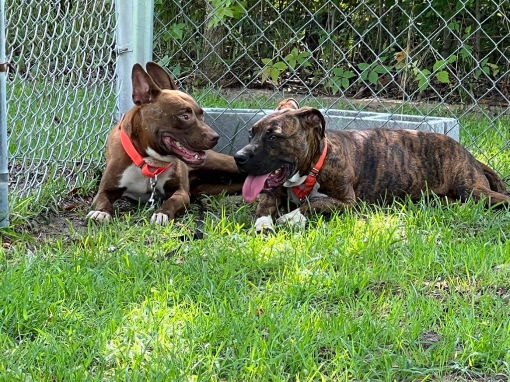 Deputy Dawg, an adoptable Boxer, Labrador Retriever in Darlington, SC, 29532 | Photo Image 4