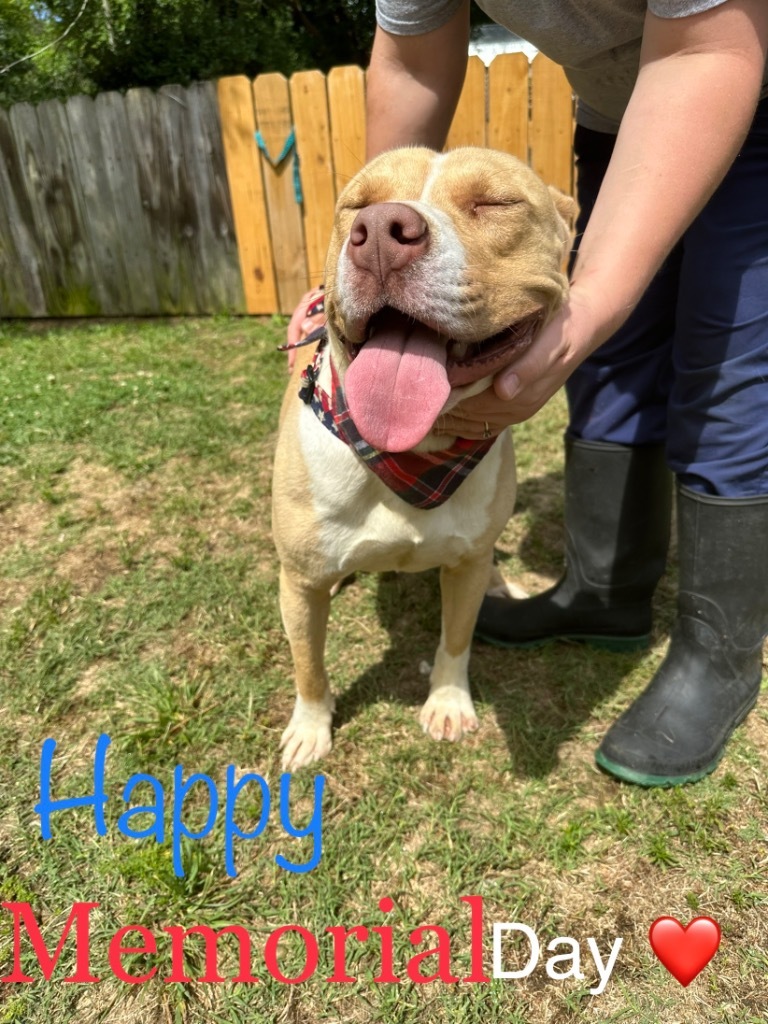 Hero, an adoptable American Staffordshire Terrier in Hartsville, SC, 29550 | Photo Image 1