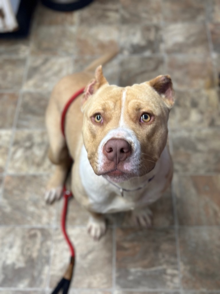 Hero, an adoptable American Staffordshire Terrier in Darlington, SC, 29532 | Photo Image 4