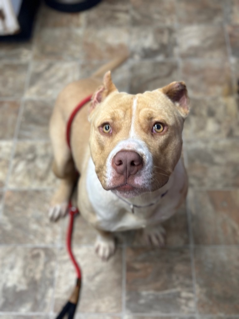 Hero, an adoptable American Staffordshire Terrier in Hartsville, SC, 29550 | Photo Image 4