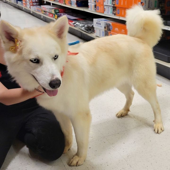 Jindo store husky mix