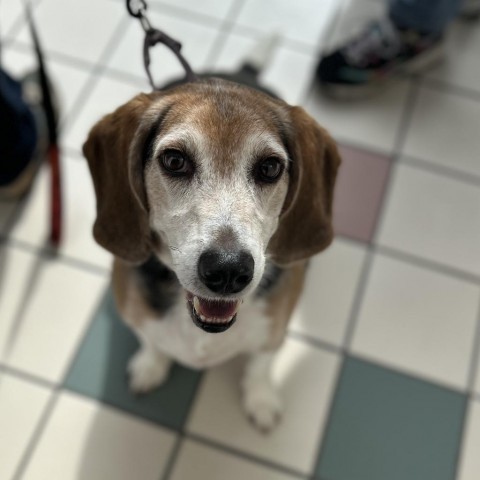 Cooper, an adoptable Beagle in Saratoga Springs, NY, 12866 | Photo Image 1