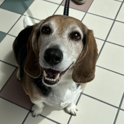 Cooper, an adoptable Beagle in Saratoga Springs, NY, 12866 | Photo Image 2