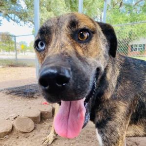 Dog for adoption - Bradley, a Plott Hound & Australian Shepherd Mix in ...