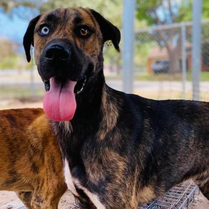 Plott hound sale aussie mix