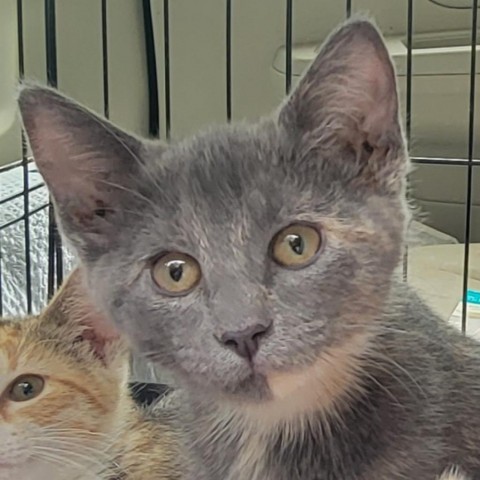 Eris, an adoptable Domestic Short Hair in Rochester, MN, 55903 | Photo Image 1