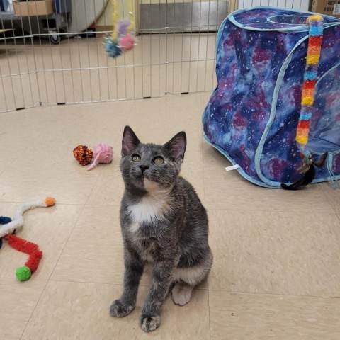 Eris, an adoptable Domestic Short Hair in Rochester, MN, 55903 | Photo Image 5