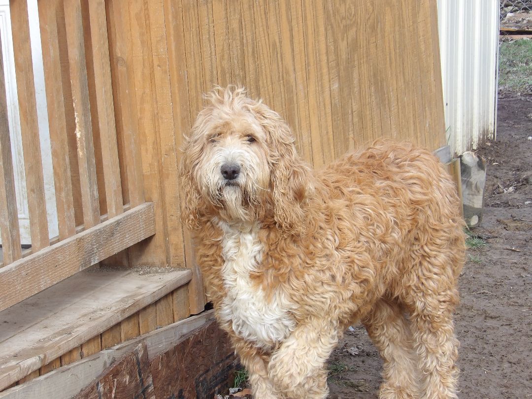 Great pyrenees and sales standard poodle mix