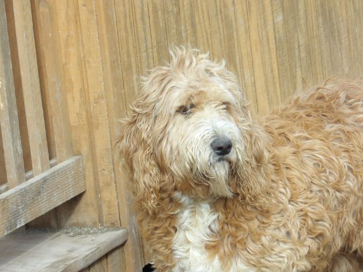 Great pyrenees best sale poodle cross