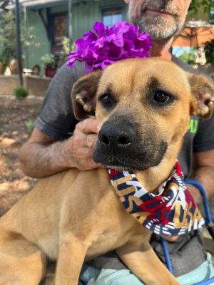 Rita Black Mouth Cur Dog