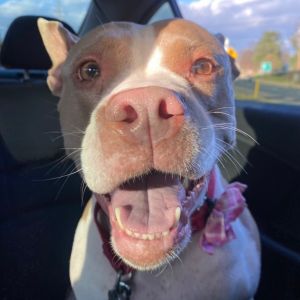 Honey (Adoption Fee Waived)