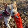 Honey (Adoption Fee Waived)