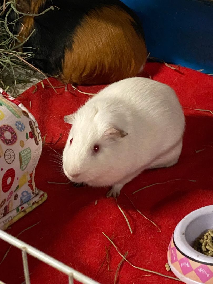 Guinea Pig for adoption - Snowball and Oreo, a Short-Haired & Guinea ...