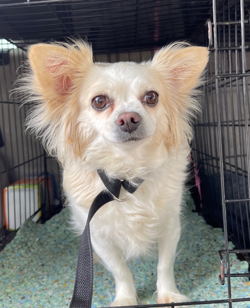 Piper, an adoptable Pomeranian, Chihuahua in Los Angeles, CA, 90066 | Photo Image 1