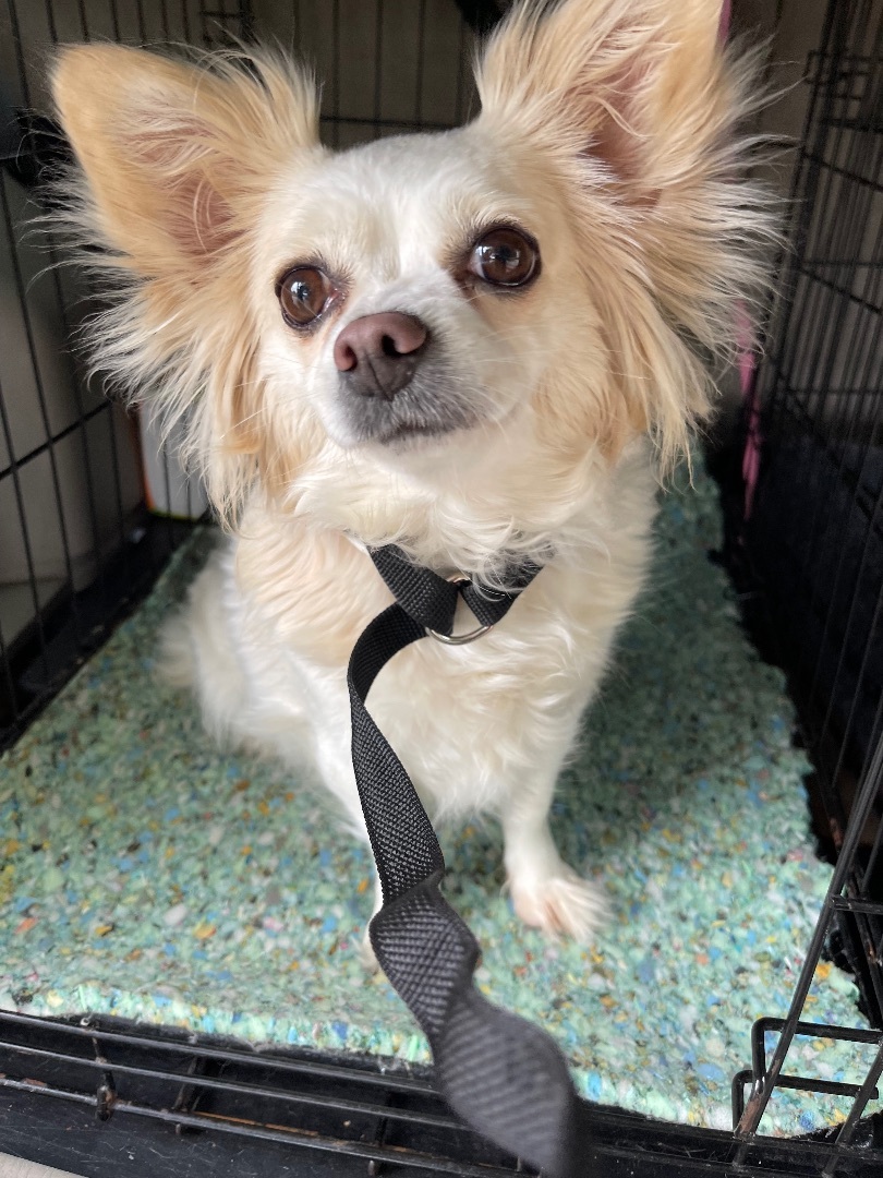 Piper, an adoptable Pomeranian, Chihuahua in Los Angeles, CA, 90066 | Photo Image 2