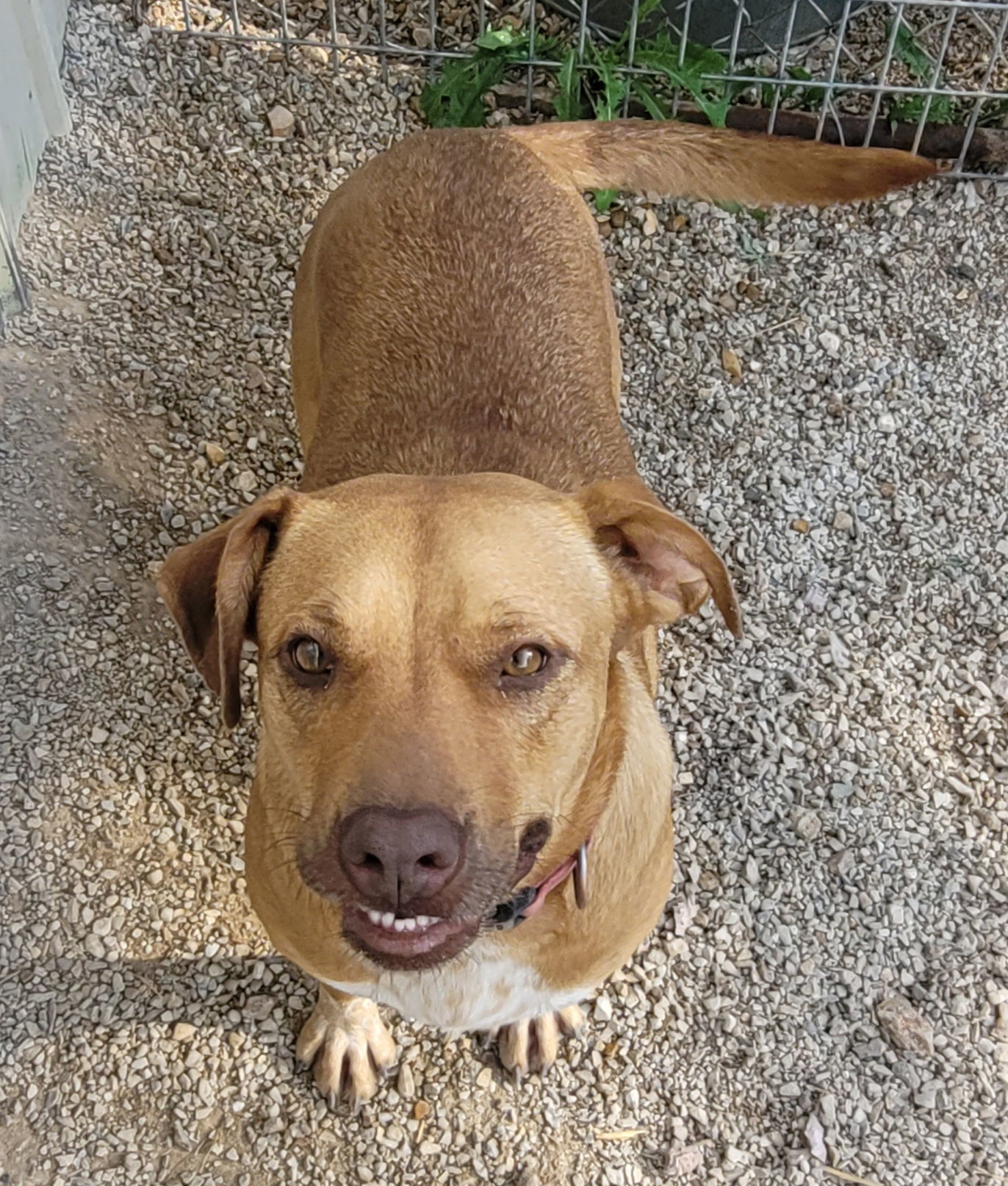 Juliett, an adoptable Australian Cattle Dog / Blue Heeler, Labrador Retriever in Stover, MO, 65078 | Photo Image 1