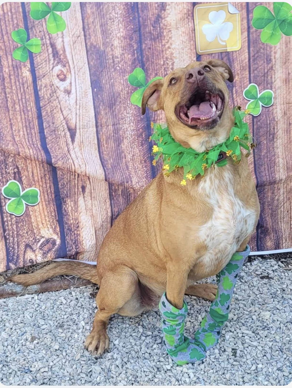 Juliett, an adoptable Australian Cattle Dog / Blue Heeler, Labrador Retriever in Stover, MO, 65078 | Photo Image 2