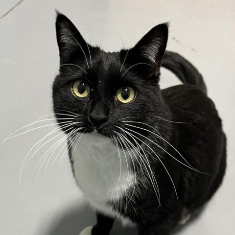 Lils, an adoptable Domestic Short Hair in Sheridan, WY, 82801 | Photo Image 1