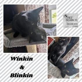 Blinkin 2