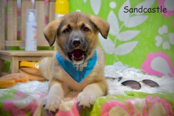 Sandcastle