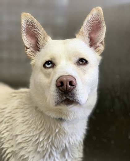 Ivory, an adoptable Siberian Husky, Mixed Breed in Portola, CA, 96122 | Photo Image 1