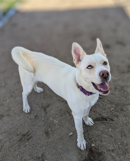 Ivory, an adoptable Siberian Husky, Mixed Breed in Portola, CA, 96122 | Photo Image 3