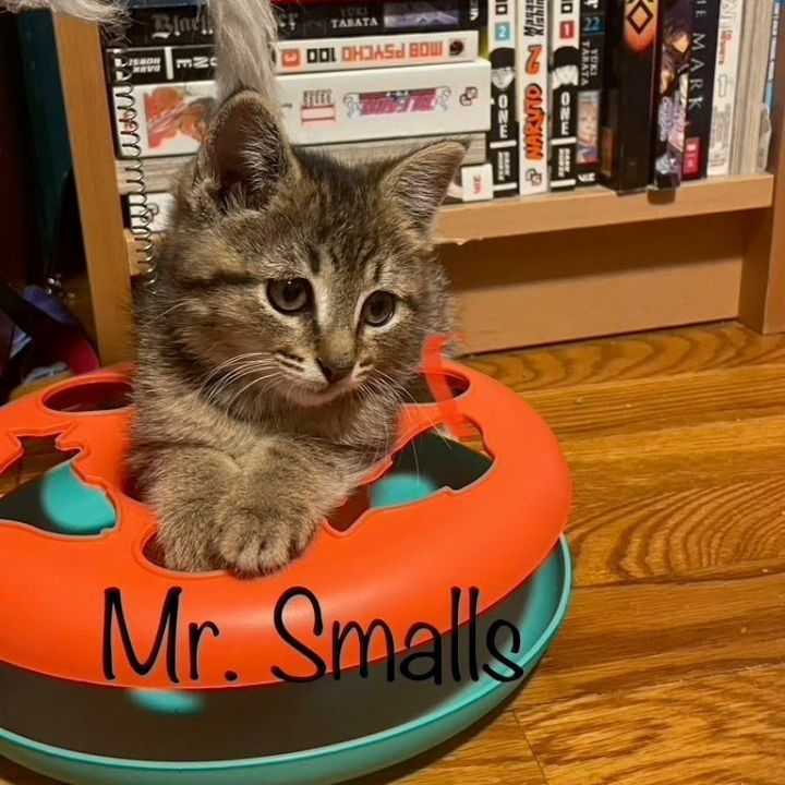 Mrs. Smalls, an adoptable Domestic Short Hair in West Orange, NJ_image-1